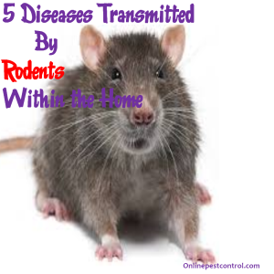 5 Diseases Transmitted By Rodents Within the Home